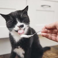 猫に『生クリーム』あげても大丈夫？気をつけるべき4つの注意点