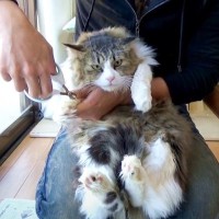 保護したボス猫が『はじめての爪切り』に挑戦した結果…予想を超えてくる展開が凄すぎると27万2000再生「まじで感激」「感動した」