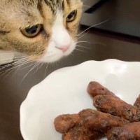 トイレ直後の猫のまえで『かりんとう』を食べた結果…爆笑リアクションが32万1000再生「目付きｗ」「食う本人も嫌だろｗ」の声