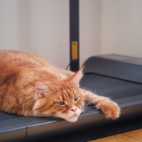 愛猫が『運動オンチ』だと示す3つの行動　気をつけるべきことはある？