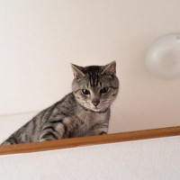 愛猫が『高いところから見下ろしてくる』ときのキモチ6選　“自分のほうがエライ”と思ってる？