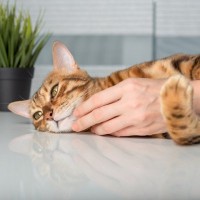 愛猫が飼い主さんに『抱きついてくる』4つのワケ　どうやって対応すれば喜ぶ？