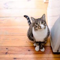 猫をお迎えしたら『あきらめたほうがいい5つのこと』とその理由　飼う前に心の準備を