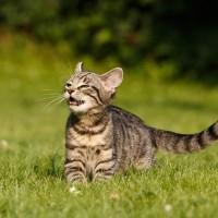 猫に『フレーメン反応』を起こしやすいもの3選　独特の“変顔”になっちゃう理由も