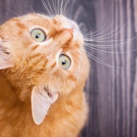 猫の耳には心地よく響く『好きな音』4選　うっとり、ワクワク…猫を幸せにする音とは？