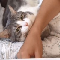 『パパにキスをおねだりする猫』を撮影したら…ママも嫉妬するレベルの『甘え上手』が728万再生の大反響「ママさん複雑ｗ」「三角関係ｗｗ」