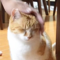 パパに頭をゴシゴシ撫でられた猫…あまりの長さに『キレる姿』が面白すぎると221万再生「激しすぎて草」「危ねかったｗｗ」と爆笑の声