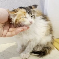 保護子猫に初めてのドライヤーをした結果…可愛すぎる『変化』が38万7000再生「ふわふわ度が増し増し」「ぽやぽやでかわいぃ」の声