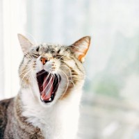 猫が『あくび』をする2つの理由　眠いサインではない場合も？