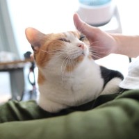 猫飼いさんと愛猫の『毎日のルーティン』とは？朝から夜まで、猫のお世話でしていること