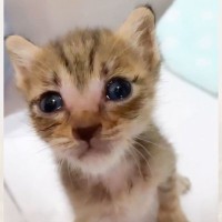 保健所にいたキラキラ瞳の子猫が救われた結果…新たなママのもとで『立派に成長した姿』に涙する人続出「感激した」「素敵な名前だね」