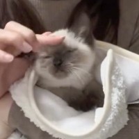 興奮する子猫を『現役助産師が巻いてみた』結果…まさかの姿が可愛すぎると50万再生「赤ちゃん」「癒やしでしかない」の声