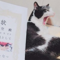 『長寿表彰状』をもらった猫…まさかの年齢に驚きが隠せないと377万表示突破「すごすぎる！！」「若々しくてビックリ！」と話題に