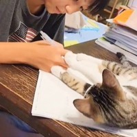 長女の勉強を邪魔する猫『そろそろ退いてくれると思ったら…』まさかの結末に『ほっこり』103万再生「可愛すぎｗ」「お姉ちゃん優しい…」