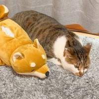 猫に『犬の形をしたケース』をみせた結果…『まさかの反応』を示した姿が可愛すぎると3万5000再生「癒やされます」「笑いましたｗ」