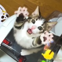 猫じゃらしで遊ぶ猫を『スロー再生』した結果…動きが可愛すぎると悶絶の声続出「かわいさ100倍で最高」「見てるだけでニッコリ」