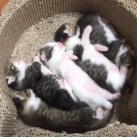 赤ちゃん猫たち『1ヶ月が経過』したら…成長の早さが凄すぎると驚愕の声「たった1ヶ月で」「子供の成長は早いね」と6万9000再生