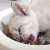 『腹ペコな子猫』がご飯を食べたら…驚きの行動をとる姿が面白すぎると5万4000再生「凄く個性ある食べ方」「ずっと見ていたい」