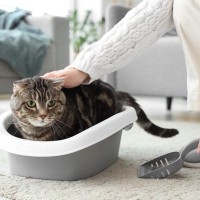 猫の『トイレトレーニング』は楽って本当？上手に教えるためのポイント5つ