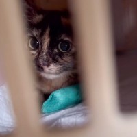 『前足を切断する必要』があった子猫…誰も予想できなかった『まさかの展開』に感動の声「涙がでてきた…」「ミラクルが起きた」と話題に