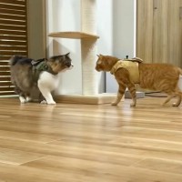 『喧嘩っ早い元野良猫2匹』をリードなしで初対面させたら…思わぬ展開が22万2000再生の大反響「偉大な一歩」「もの凄い緊張感ｗ」