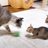 子猫と先住猫が対面した結果…『0距離での挨拶』が可愛すぎると64万再生の大反響「まさかの要求に笑った」「天性のお姫様ｗ」の声