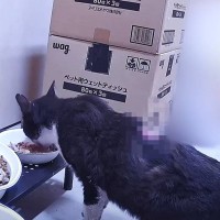 背中を大ケガした『威嚇が止まらない猫』に話しかけ続けた結果…信じられないほどの姿に涙する人続出「感動をありがとう」「すごい」