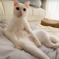 『猫をサボる猫』…まさかの『進化していくサボり方』が面白すぎると爆笑する人続出「猫がオフ」「完全にオッサン」と6万7000再生