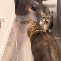 『猫を飼うとどうなるのか？』飼い主が"秘密"を暴露した結果…爆笑の『猫あるある』が314万再生の大反響「その通りｗｗ」「全部幸せｗ」