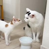 新入り子猫がお家にやってきて6日目…先住猫と交わした『可愛すぎる挨拶』が9万8000再生「コミュ力高いｗ」「大物すぎて草」の声