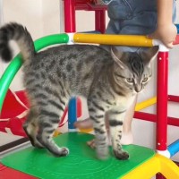 『ごめんニャ…』ドジった猫が息子をケガさせて…次の瞬間が尊すぎると113万再生の大反響「可愛い＆可愛い」「怒らない息子さんも素敵」