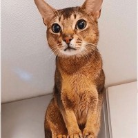 高い所に登った猫に『降りられるんですか？』と聞いたら…『お約束』やりとりに爆笑！4万8000再生「可愛いｗ」「甘えてますねｗ」の声