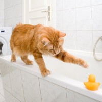 水嫌いなのになぜ？愛猫が『お風呂場をのぞきにくる』5つの理由と気をつけたいこと