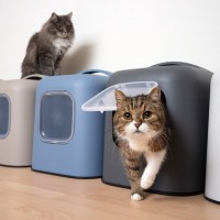 愛猫が守っている『トイレにまつわるルール』3選　猫なりに譲れないトイレへのこだわり