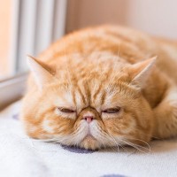 『あまり鳴かない』ことで知られる猫種5選　お迎え前に知っておきたいそれぞれの特徴