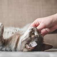 『健康な猫』を見極める方法は？歯や目など、チェックすべき6つのポイント