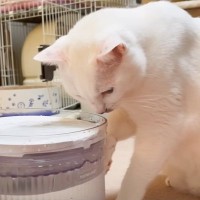 新しい給水器で水を飲もうとした猫…『おかしすぎる飲み方』に思わず困惑「理解してないのかわいい」「ただ者ではない」1万9000再生