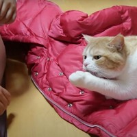 次女の服が好きすぎて絶対にどかない猫…『抵抗の様子』が可愛すぎると悶絶する人続出「うらやましい」「静電気おきそうｗ」