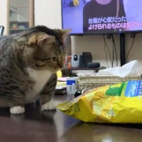 猫のまえでポテチを食べようとしたら…『粉々になっていく様子』が面白すぎると826万表示「ふとるからダメにゃ」「早いｗ」と爆笑の声