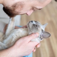 猫があなたに『ありがとう♪』と思っているときの4つの行動・仕草　どうお応えするのが正解？