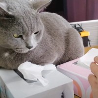 凶暴猫が『乗っていないほうのティッシュ』を取ってみたら…思わぬ結果に爆笑の声続出「ちゃんと高い方で草」「高級志向」と57万再生