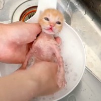 汚れていた保護子猫をシャンプーしたら…『水の色の変化』が凄すぎると11万5000再生「良いダシでたね」「すっかりきれいに」