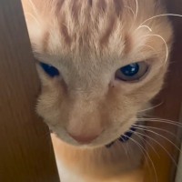 『1人にしないで…』と訴える猫を部屋に入れた結果…愛おしさ限界突破の光景に悶絶の声「赤ちゃん過ぎるｗ」「お顔が尊い」