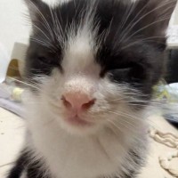 突然始まった『子猫vs睡魔』を撮ってみたら…抵抗する姿が可愛すぎると126万表示「ずっと見てたい」「絶対に負けられない戦いが…」