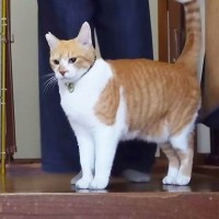 普段は礼儀正しい猫が『ご飯の時間』になると…可愛すぎるギャップに爆笑！30万回再生「表情豊かｗ」「家族に対して礼儀正しいですね」