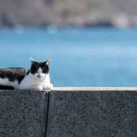 「不沈のサム」英・独の両海軍に属し、大戦を生き延びた勇敢な猫