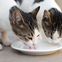 猫に『人が飲む牛乳』を与えてはNG！その理由3選　猫用をあげるのがベスト