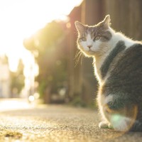 いつまでも『野良猫が減らない』4つの理由　人間側が考えなければいけない課題と対処法