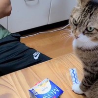 『次男にだけ厳しすぎる猫』アイスを食べようとしたら…あまりにも理不尽な態度が笑えると113万再生「本当におもしろいｗ」「爆笑した」