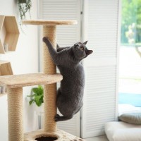 猫たちにとっての『理想の暮らし』とは？叶えてあげたい4つのポイント